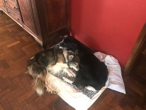 Londrina/PR - Ajude a tutora da Gwen e do Gethin