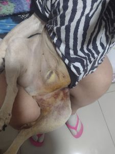 Na luta pela vida imagem 6