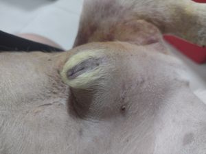 Santo André/SP - Na luta pela vida