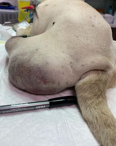 Na luta pela vida do Raj - Na luta pela vida