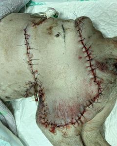 Na luta pela vida imagem 8