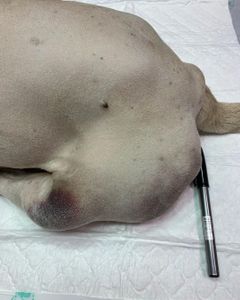 Animais - Na luta pela vida