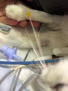 Goiânia/GO - Ajude a Alice 