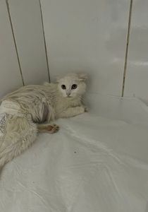 Ajude a Alice  imagem 9