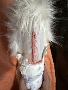 Ajude a Alice  - Ajude a Alice 