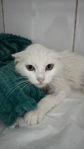 Vaquinha Online - Ajude a Alice 