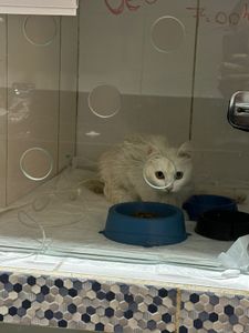 Ajude a Alice  imagem 10