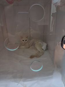 Ajude a Alice  imagem 8