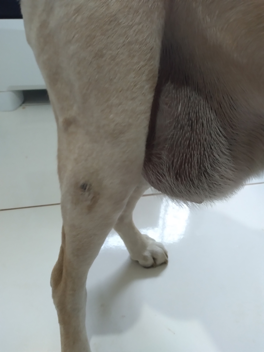 Animais - Vaquinha para a operação do tumor do meu cachorro 