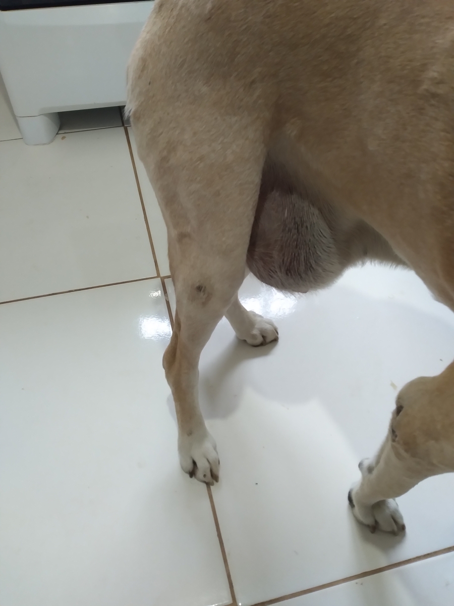 Vaquinha Online - Vaquinha para a operação do tumor do meu cachorro 