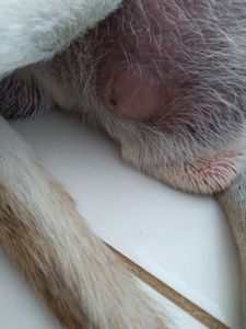 Ruck - Vaquinha para a operação do tumor do meu cachorro 