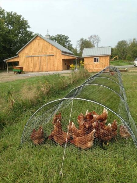 Criação de galinheiro para venda de ovos e galinha abaixo do preço de mercado e destinado a pessoas de baixa renda comprovada 