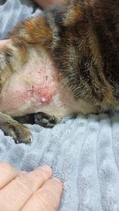 Salvando A Vida Da Mel! - Salvando A Vida Da Mel!