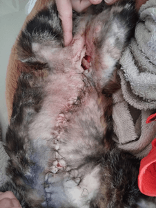 Salvando A Vida Da Mel!