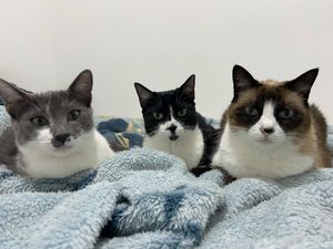 Vaquinha Online - Salvem o Jorginho