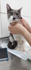 Animais - Salvem o Jorginho