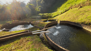Nos ajude a Preservar as Aguas e Apoie Vida em Comunidade na Serra da Mantiqueira imagem 7