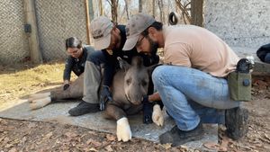 Vaquinha Online - Apoie o legado do Diogo | Support the legacy of Diogo