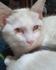 Animais - Gaia Contra PIF