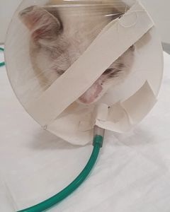 Vaquinha Online - Gaia Contra PIF