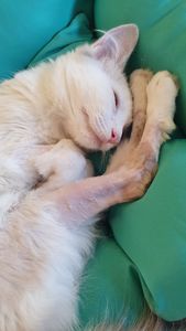 São Paulo/SP - Gaia Contra PIF