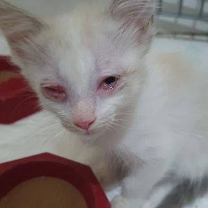 Gaia Contra PIF - Gaia Contra PIF