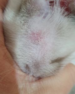 Gaia Contra PIF imagem 6