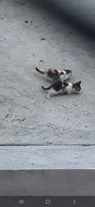 Animais - Salvando filhotes 🐱