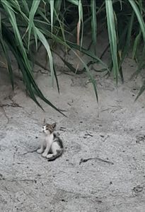 Salvando Filhotes 🐱  - Salvando filhotes 🐱