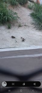 Vaquinha Online - Salvando filhotes 🐱