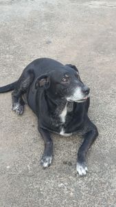 Vera - Salvem a Verinha