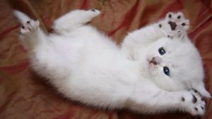 Vaquinha Online - Todos pelo nino ,não deixe ele morrer 