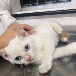 Animais - Todos pelo nino ,não deixe ele morrer 