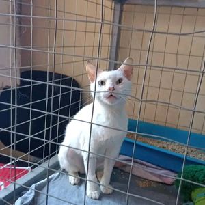 Todos pelo nino  - Todos pelo nino ,não deixe ele morrer 