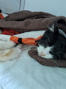 Vaquinha Online - Pagar clinica  parceira 