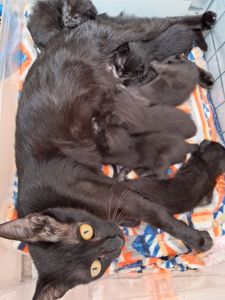 Pagar clinica  parceira  imagem 8