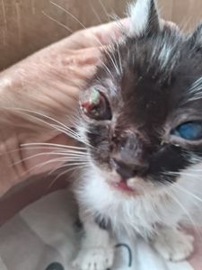 Campo Limpo Paulista/SP - Pagar clinica  parceira 