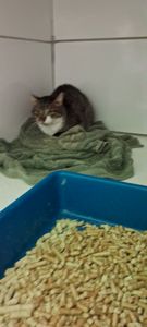 Amanimal  - Pagar clinica  parceira 