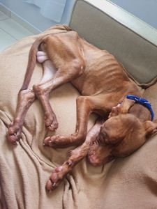 Missão Apolo - Missão Apolo 