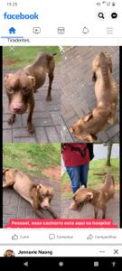 Animais - Missão Apolo 