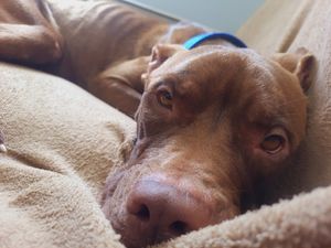 Missão Apolo  imagem 7