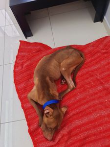 Missão Apolo  imagem 8