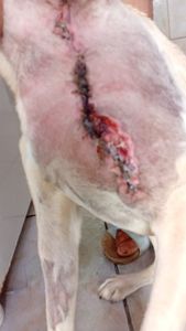 Ajuda para salvar o Bob