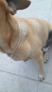 Animais - Ajuda para salvar o Bob