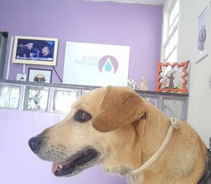 Ajuda para salvar o Bob