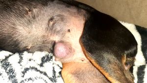 Sua DOAÇÃO pode Salvar  a SELLMA🙏🙏 imagem 7