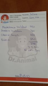 Porto Alegre/RS - Sua DOAÇÃO pode Salvar  a SELLMA🙏🙏