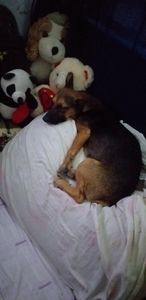 Vaquinha Online - Ajuda para salvar uma vida!