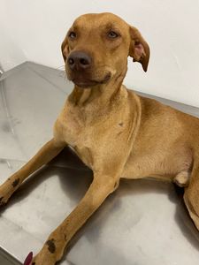 Animais - Cirurgia ortopédica Leão 