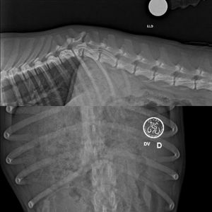 Vaquinha Online - Cirurgia ortopédica Leão 